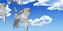 Love Birds Pidove GIF - Love Birds Love Bird Pidove GIFs