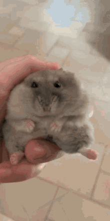 Cute Hamster GIF - Cute Hamster Biscuitmyhamster GIFs