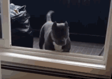 Yes Or No GIF - Dog No Yes GIFs