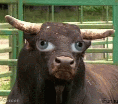 Funny Animals Funny Edit GIF - Funny Animals Funny Edit - Discover & Share  GIFs