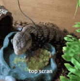 Scran Lizard GIF