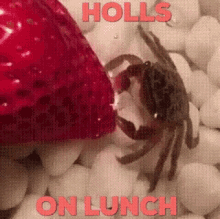 Strawberry Holls GIF - Strawberry Holls Lunch GIFs