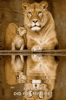 lions parent mother child father
