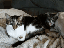 Noonie Cats GIF - Noonie Cats Stare GIFs