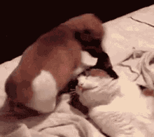 Dog Cat GIF - Dog Cat Sit On The Face GIFs