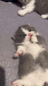 Cacabrotbrot Cat GIF - Cacabrotbrot Cat Kitten GIFs
