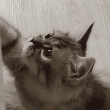 Affa Chippy GIF - Affa Chippy Cat Yawn GIFs