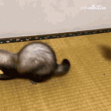 Backing Up The Pet Collective GIF - Backing Up The Pet Collective Whoops GIFs