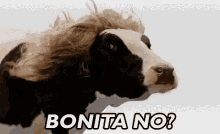 Bonita No? GIF - Vaca Bonita No GIFs
