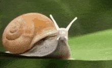 a snail is crawling on a green leaf .