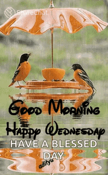 good morning happy wednesday bird raining have a blessed day