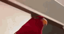 Parrot Funny GIF - Parrot Funny Laughing GIFs