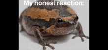 My Honest Reaction My Honest Reaction Meme GIF - My Honest Reaction My Honest Reaction Meme GIFs