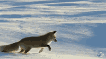 Fox Vs Snow GIF - Fox Stuck Snow GIFs