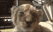 Lion Yawn GIF - Lion Animal Mammal GIFs