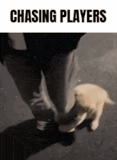 a person is chasing a small dog on a street .