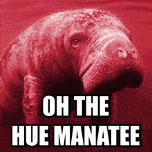 a picture of a manatee with the words oh the hue manatee above it