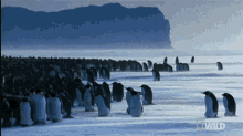 Grouping Up Emperor Penguin Migration GIF - Grouping Up Emperor Penguin Migration Hugging GIFs