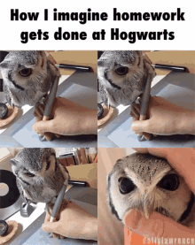 Harry Potter GIF - Harry Potter Hogwarts GIFs