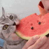 Cat Watermelon GIF - Cat Watermelon Shira GIFs