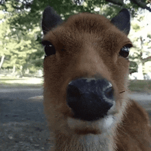 a close up of a deer 's nose with a tree in the background