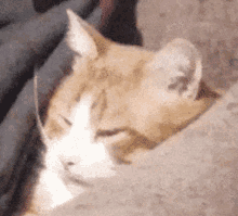 Cat Kot GIF - Cat Kot Sima GIFs