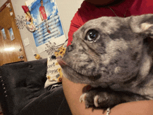 a person is holding a dog in front of a poster that says ' i love you ' on it