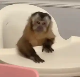 https://media.tenor.com/76hC1837BhEAAAAx/monkey-capucin.webp