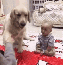 Dog Protective GIF - Dog Protective Dont Scold Him GIFs