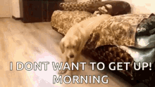 Funny Animals Lazy Morning GIF - Funny Animals Lazy Morning Dogs GIFs