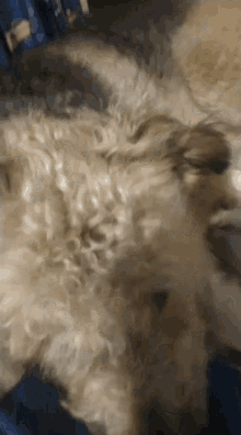 a close up of a dog laying down on a bed