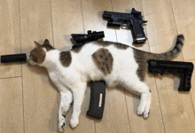 a cat laying on the floor with a gun and a magazine