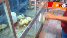 a person is standing in front of a display of ducklings in a store