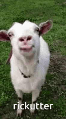 Rickutter Licking GIF - Rickutter Licking Goat GIFs