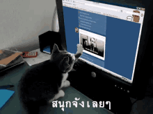 แมว เล่นคอม สนุกจังเลย GIF - Cat Use Computer So Much Fun GIFs