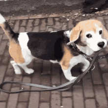 Beagle Puppy Independent GIF - Beagle Puppy Independent Puppy GIFs