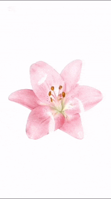 a picture of a pink flower with the name romo below it