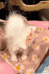 Wisp Kitten GIF - Wisp Kitten Rags To Riches Animal Rescue GIFs