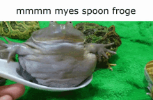 mmmm myes spoon froggy frog cute funny