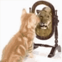 Cats Mirror GIF - Cats Mirror GIFs
