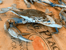 a blue crab is sitting on a piece of paper that says crab place