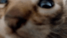 a close up of a cat 's eyes with a blurred background