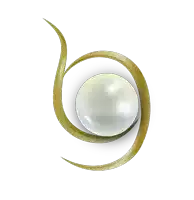 a white pearl with a gold swirl around it on a white background