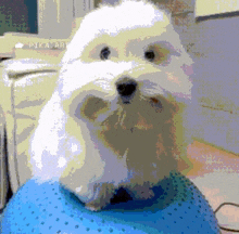 a pixelated image of a small white dog sitting on a blue exercise ball