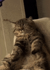 a fluffy cat is laying down with its eyes closed
