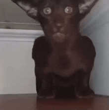 Concerned Cat GIF - Concerned Cat GIFs