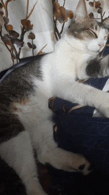 a cat is sleeping on a pillow with a floral curtain behind it