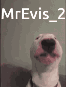 a picture of a dog with the name mrevis 2