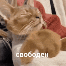 a cat is laying down with its eyes closed and the words свободен written in russian