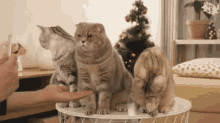 Surinoel Cat Give Paw GIF - Surinoel Cat Give Paw Cat Handshake GIFs